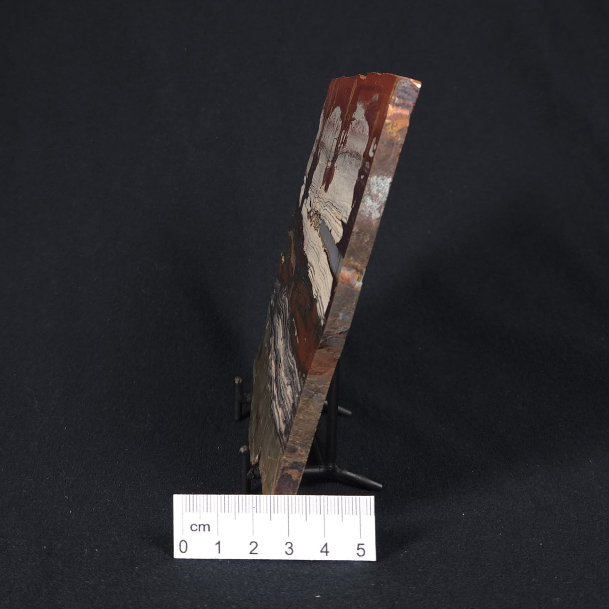 STROMATOLITE, Jerrinah Formation, Proterozoic, Australia 8VA010