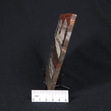 STROMATOLITE, Jerrinah Formation, Proterozoic, Australia 8VA010