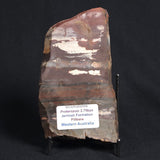 STROMATOLITE, Jerrinah Formation, Proterozoic, Australia 8VA011