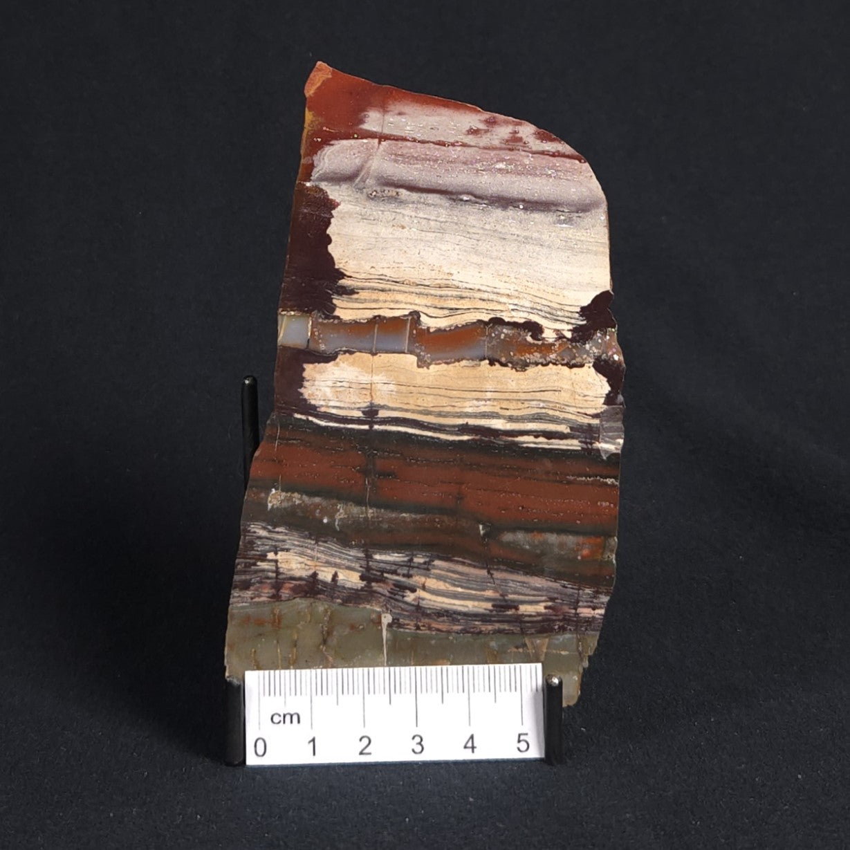STROMATOLITE, Jerrinah Formation, Proterozoic, Australia 8VA011