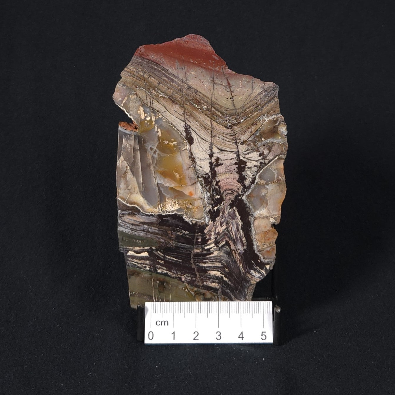 STROMATOLITE, Jerrinah Formation, Proterozoic, Australia 8VA012