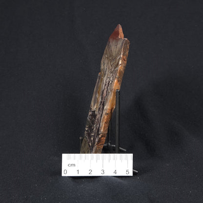 STROMATOLITE, Jerrinah Formation, Proterozoic, Australia 8VA012