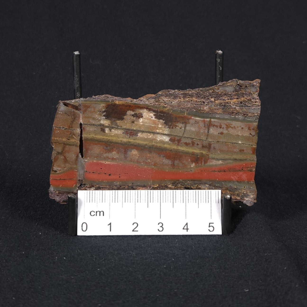 STROMATOLITE, Jerrinah Formation, Proterozoic, Australia 8VA015