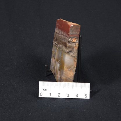 STROMATOLITE, Jerrinah Formation, Proterozoic, Australia 8VA016