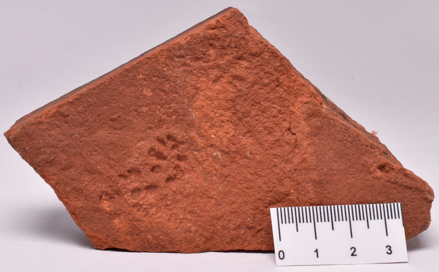 HORODYSKIA Mesoproterozoic 1.4 B.Y.O, AUSTRALIAN FOSSIL F22