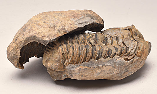 DIACALYMENE OUZREGUI NEGITIVE AND POSITIVE TRILOBITE FOSSIL, F105