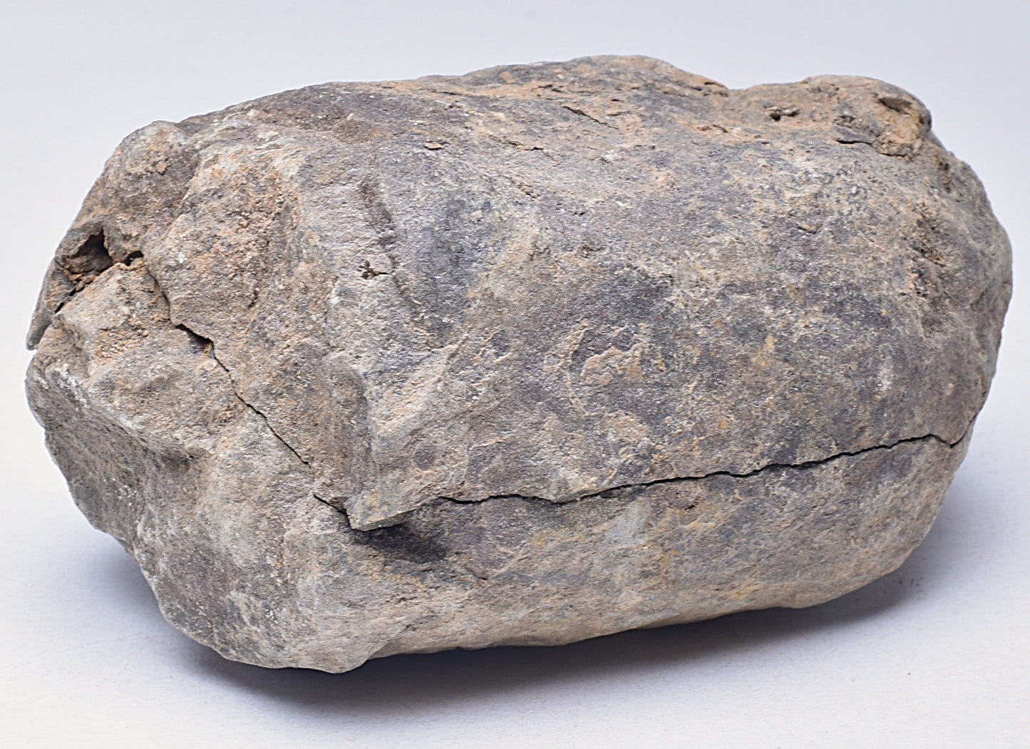 DIACALYMENE OUZREGUI NEGITIVE AND POSITIVE TRILOBITE FOSSIL, F112