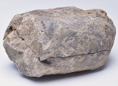 DIACALYMENE OUZREGUI NEGITIVE AND POSITIVE TRILOBITE FOSSIL, F112