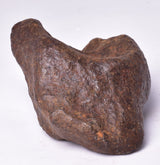 MUNDRABILLA IRON METEORITE, Western Australia MT251
