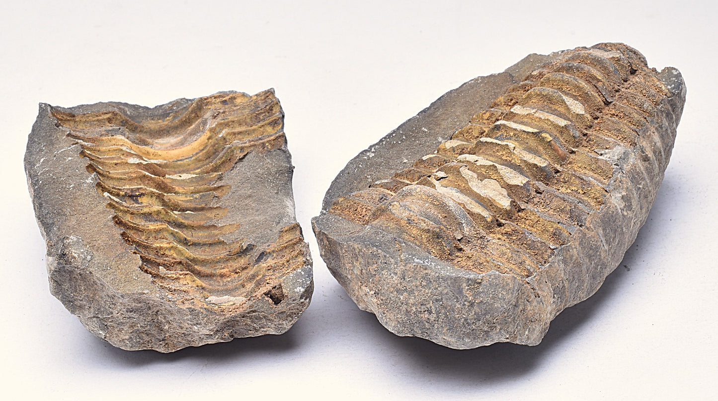 DIACALYMENE OUZREGUI NEGITIVE AND POSITIVE TRILOBITE FOSSIL, F112