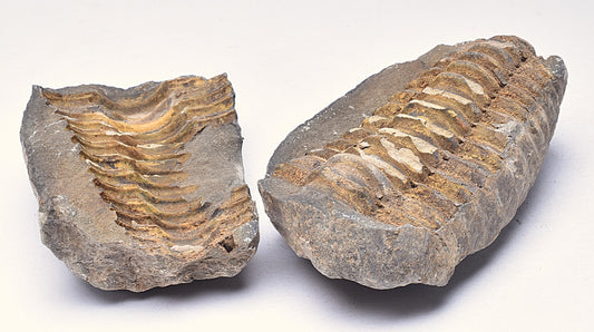 DIACALYMENE OUZREGUI NEGITIVE AND POSITIVE TRILOBITE FOSSIL, F112