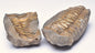 DIACALYMENE OUZREGUI NEGITIVE AND POSITIVE TRILOBITE FOSSIL, F112