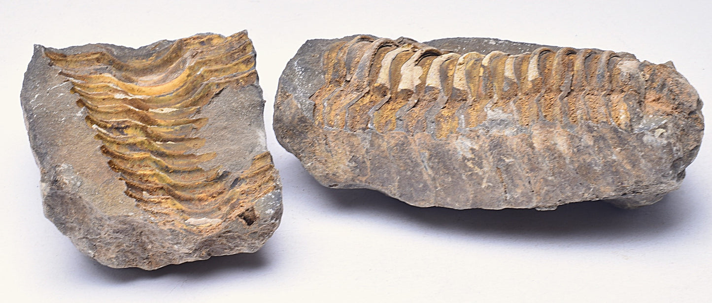 DIACALYMENE OUZREGUI NEGITIVE AND POSITIVE TRILOBITE FOSSIL, F112