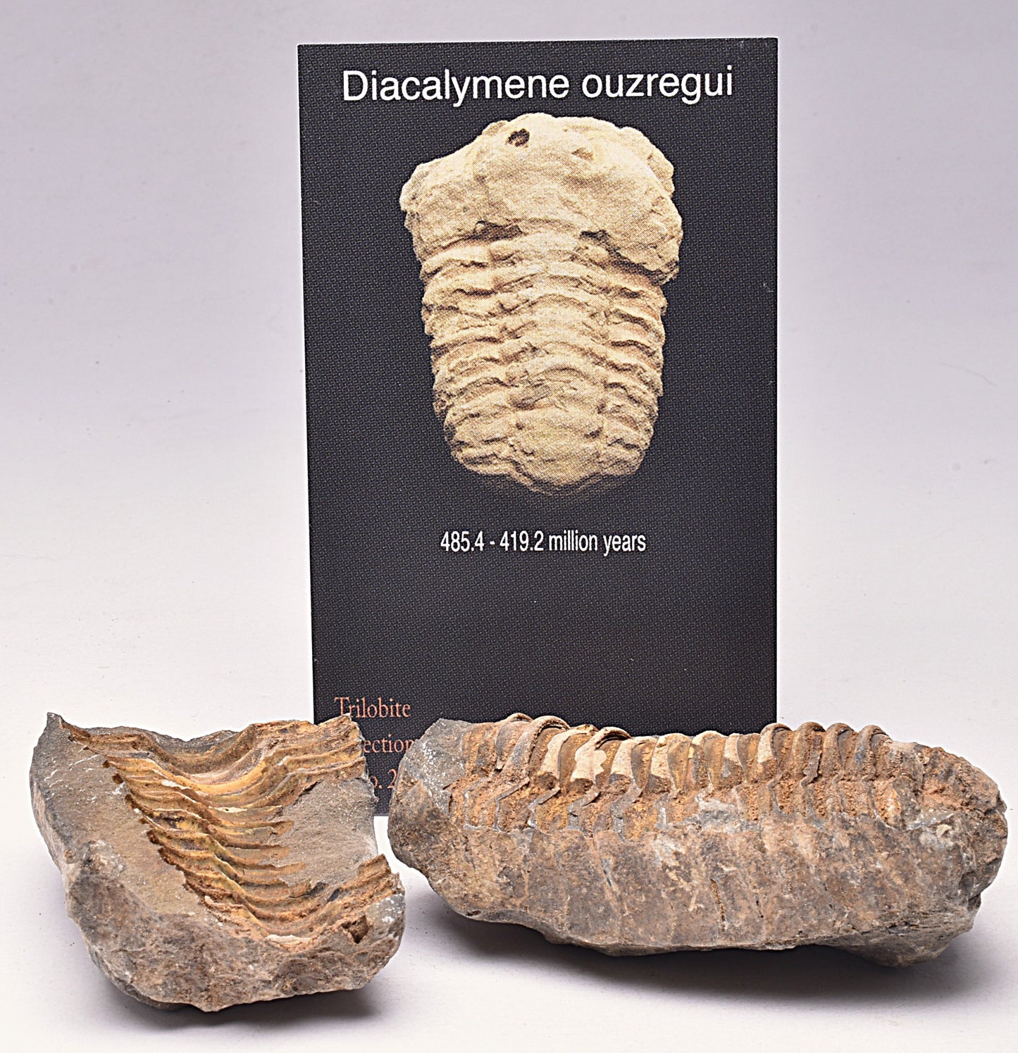 DIACALYMENE OUZREGUI NEGITIVE AND POSITIVE TRILOBITE FOSSIL, F112