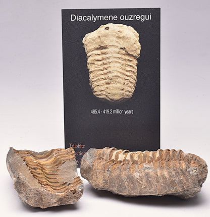 DIACALYMENE OUZREGUI NEGITIVE AND POSITIVE TRILOBITE FOSSIL, F112