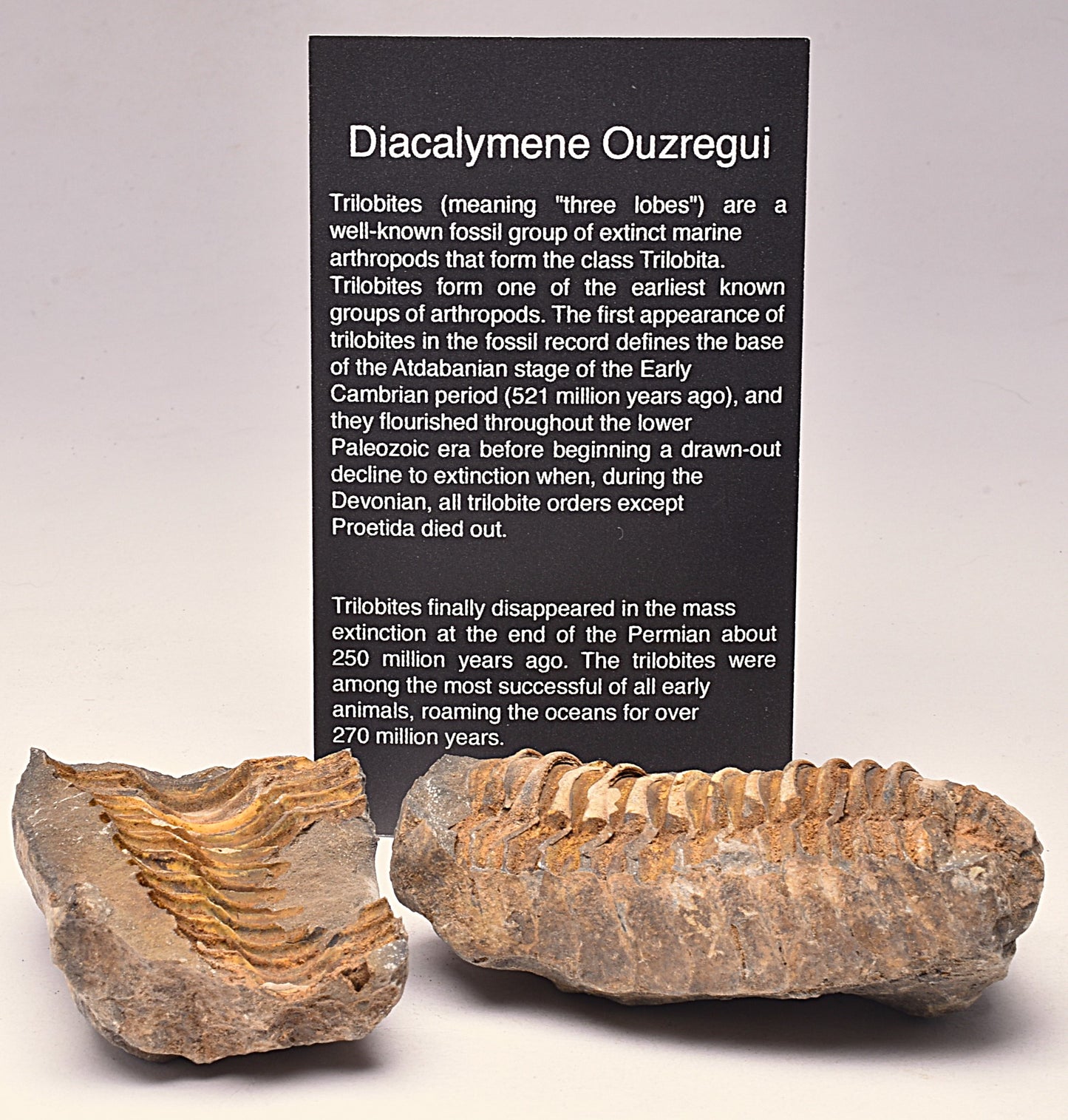 DIACALYMENE OUZREGUI NEGITIVE AND POSITIVE TRILOBITE FOSSIL, F112