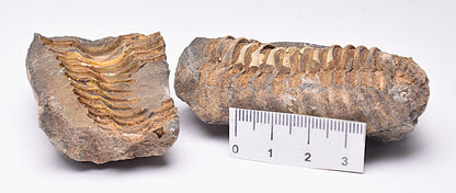 DIACALYMENE OUZREGUI NEGITIVE AND POSITIVE TRILOBITE FOSSIL, F112