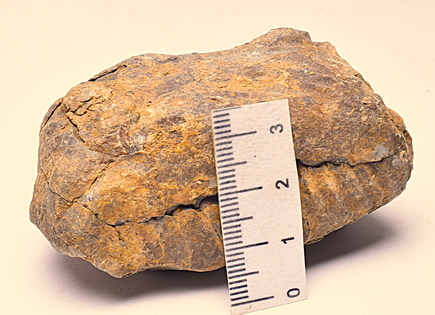 DIACALYMENE OUZREGUI NEGITIVE AND POSITIVE TRILOBITE FOSSIL, F112