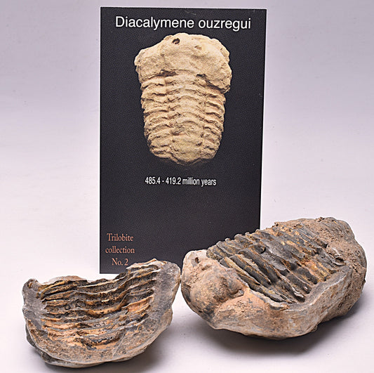DIACALYMENE OUZREGUI NEGITIVE AND POSITIVE TRILOBITE FOSSIL, F114