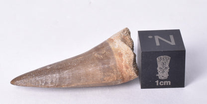 MOSASAURUS ANCEPS  TOOTH FOSSIL, F458