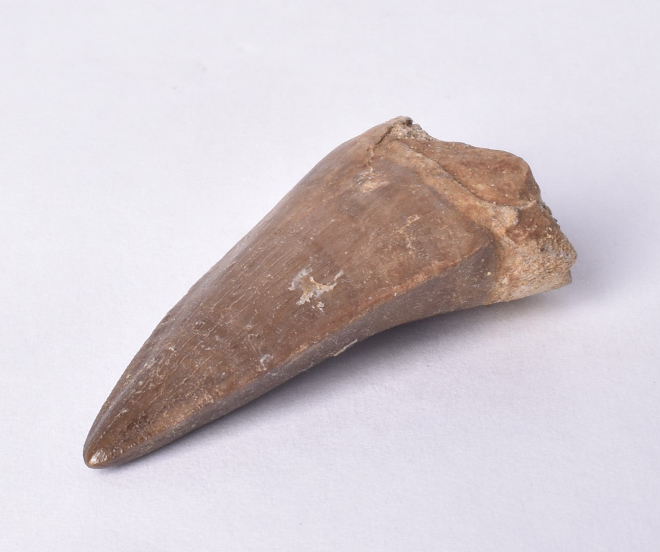 MOSASAURUS ANCEPS  TOOTH FOSSIL, F458