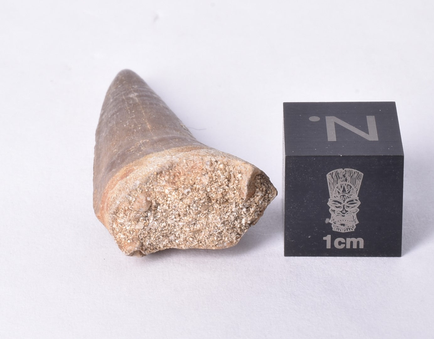 MOSASAURUS ANCEPS  TOOTH FOSSIL, F458