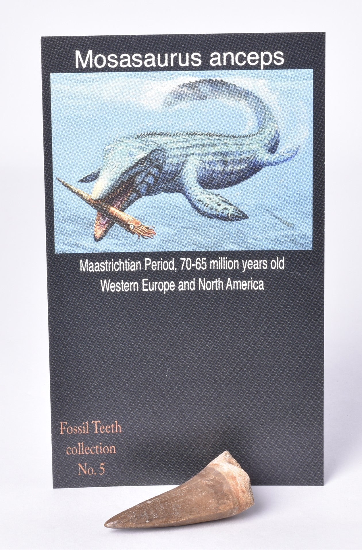 MOSASAURUS ANCEPS  TOOTH FOSSIL, F458