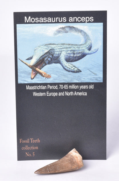 MOSASAURUS ANCEPS  TOOTH FOSSIL, F458