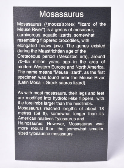 MOSASAURUS ANCEPS  TOOTH FOSSIL, F458