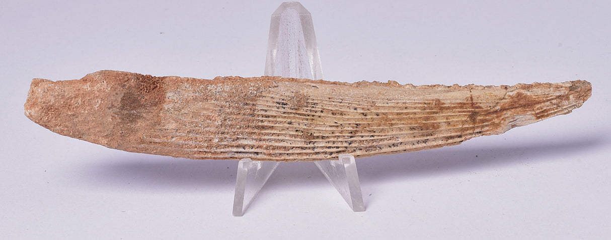 HYBODUS SHARK DORSAL SPINE FOSSIL, Late Cretaceous, Morocco F1549