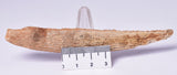 HYBODUS SHARK DORSAL SPINE FOSSIL, Late Cretaceous, Morocco F1549