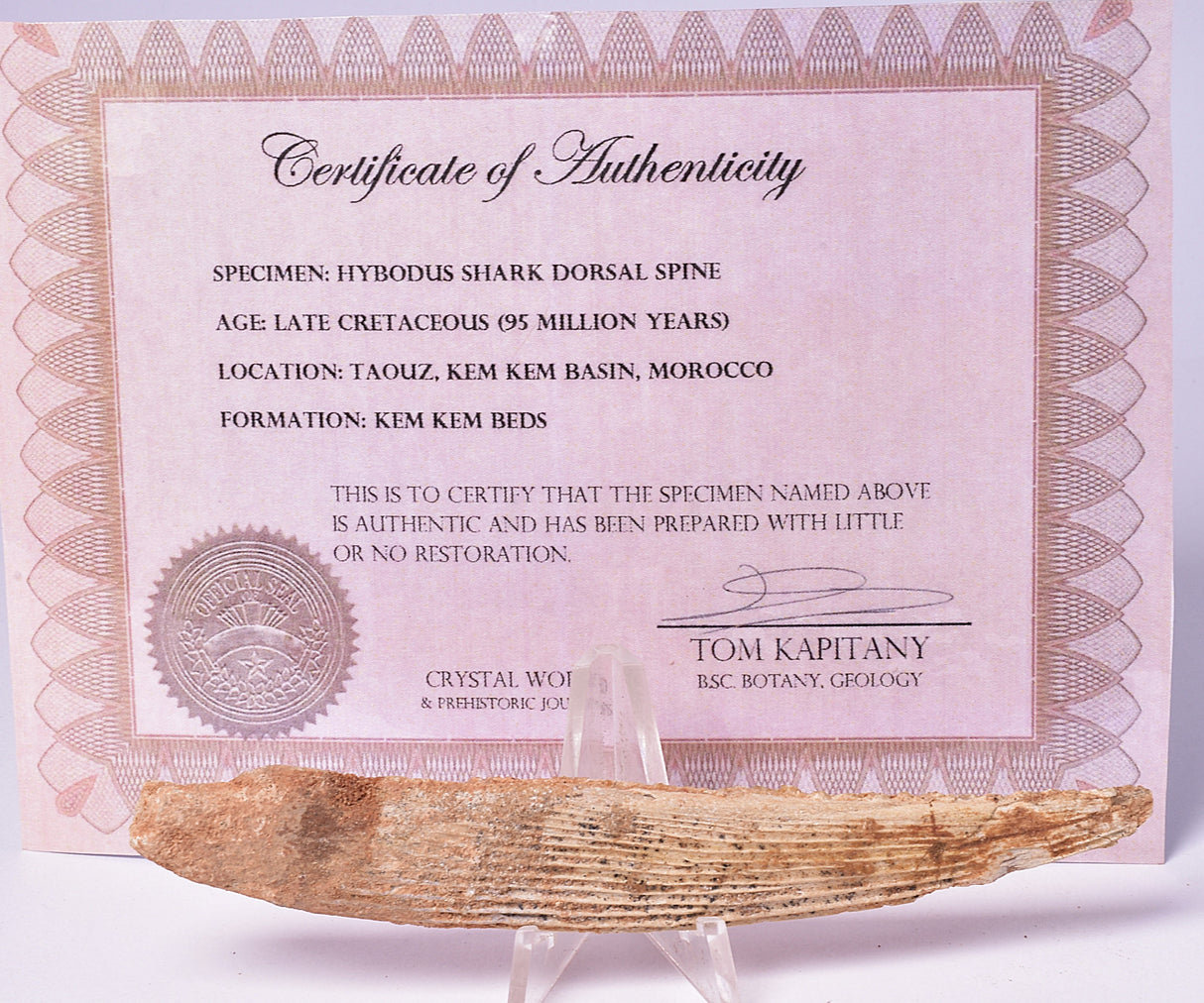 HYBODUS SHARK DORSAL SPINE FOSSIL, Late Cretaceous, Morocco F1549