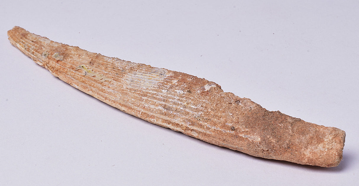 HYBODUS SHARK DORSAL SPINE FOSSIL, Late Cretaceous, Morocco F1549