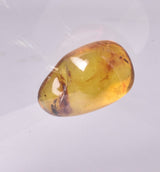AMBER with INSECTS, DOMINICAN REPUBLIC F461