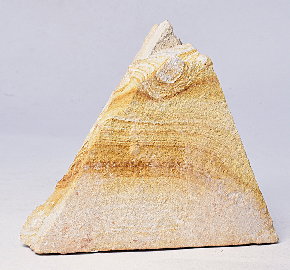 TRILOBITE FOSSIL PAIR , Odontopleura markhami. Forbes, NSW, Australia F386