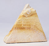 TRILOBITE FOSSIL PAIR , Odontopleura markhami. Forbes, NSW, Australia F386