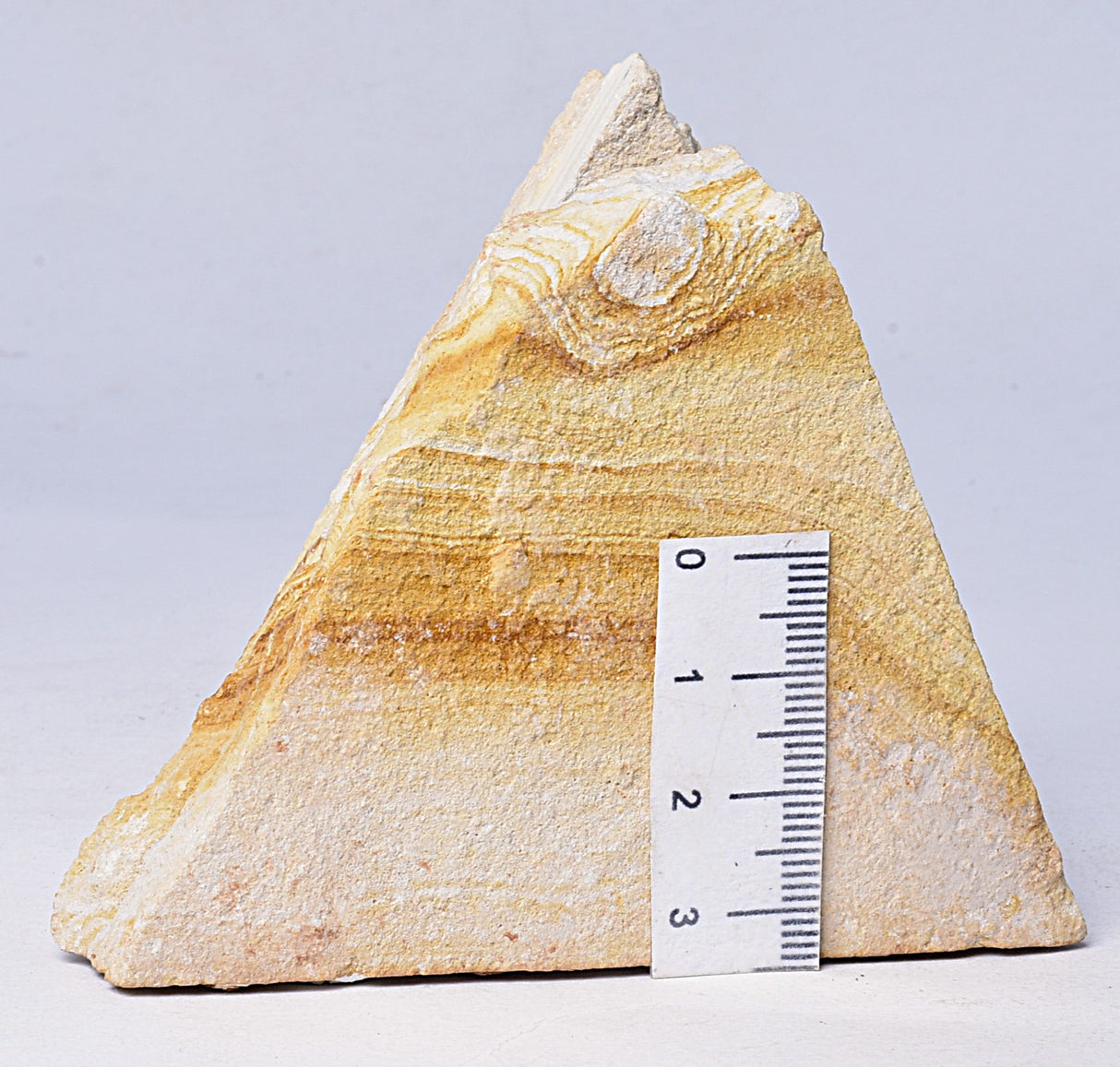 TRILOBITE FOSSIL PAIR , Odontopleura markhami. Forbes, NSW, Australia F386