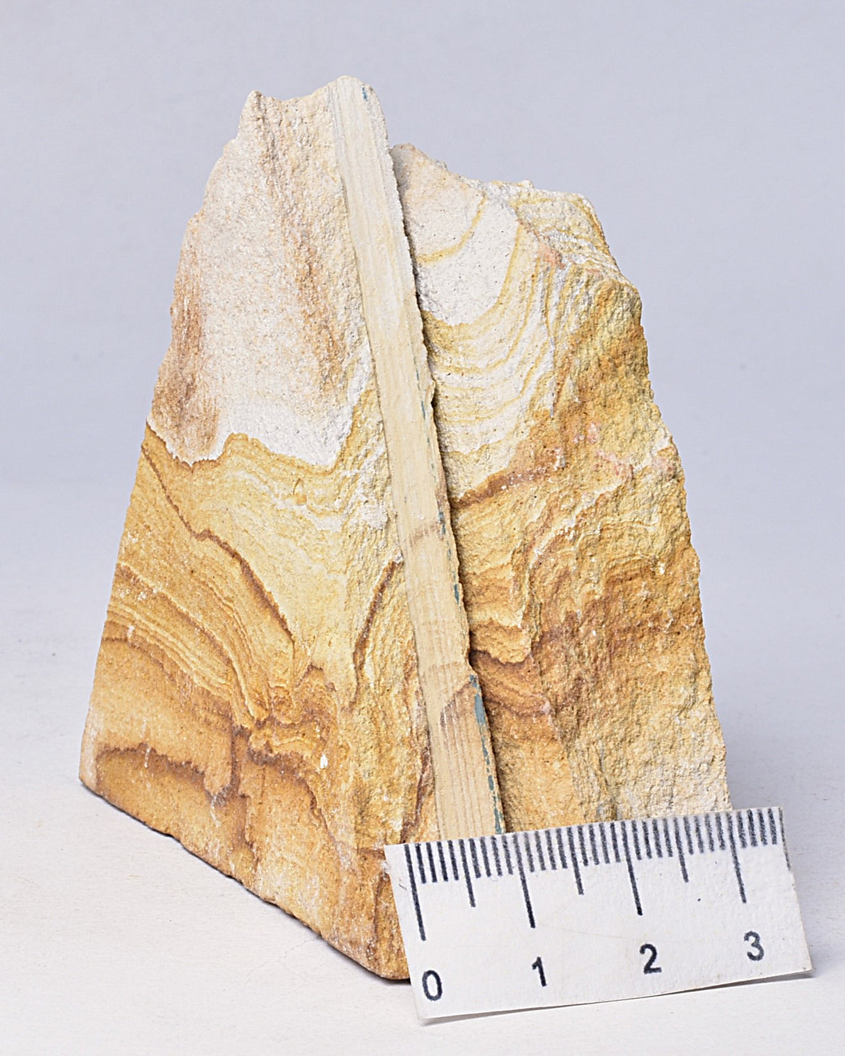 TRILOBITE FOSSIL PAIR , Odontopleura markhami. Forbes, NSW, Australia F386