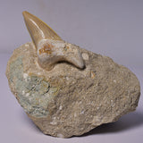 FOSSIL SHARK T00TH OTODUS OBLIQUS F1530