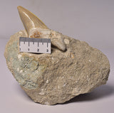 FOSSIL SHARK T00TH OTODUS OBLIQUS F1530