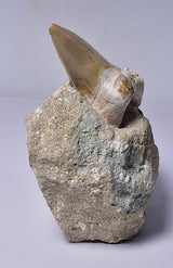 FOSSIL SHARK T00TH OTODUS OBLIQUS F1530