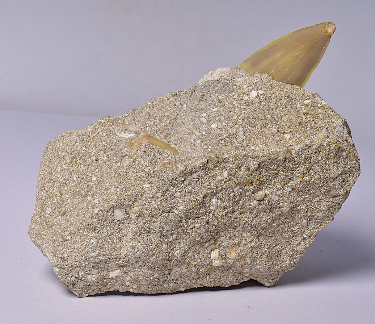 FOSSIL SHARK T00TH OTODUS OBLIQUS F1530