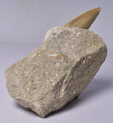 FOSSIL SHARK T00TH OTODUS OBLIQUS F1530