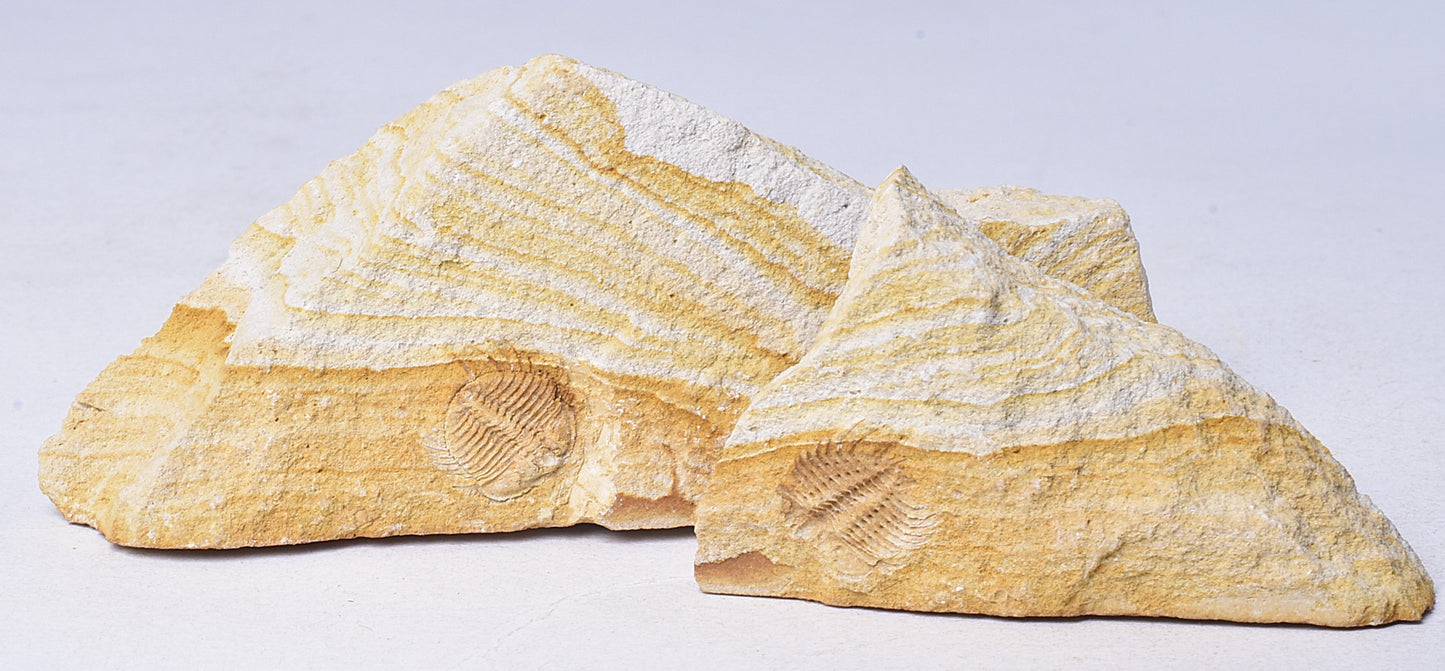 TRILOBITE FOSSIL PAIR , Odontopleura markhami. Forbes, NSW, Australia F388