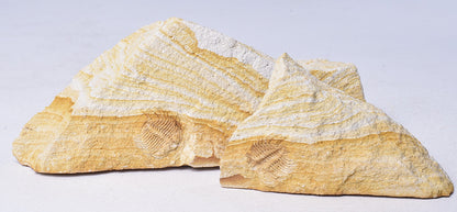 TRILOBITE FOSSIL PAIR , Odontopleura markhami. Forbes, NSW, Australia F388