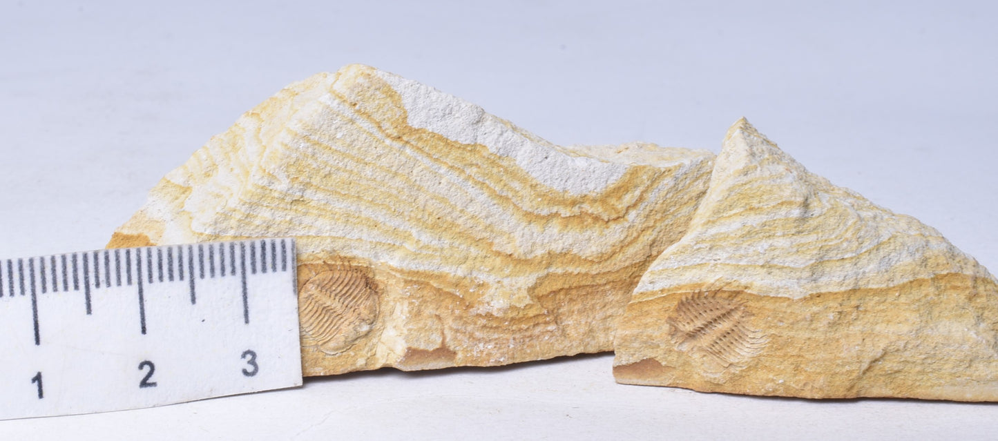 TRILOBITE FOSSIL PAIR , Odontopleura markhami. Forbes, NSW, Australia F388