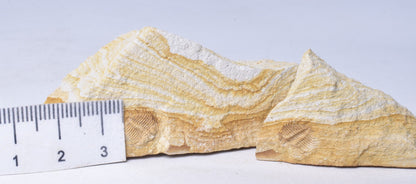 TRILOBITE FOSSIL PAIR , Odontopleura markhami. Forbes, NSW, Australia F388