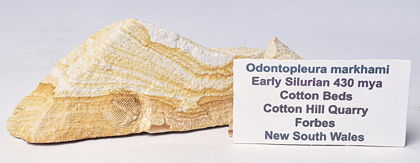 TRILOBITE FOSSIL PAIR , Odontopleura markhami. Forbes, NSW, Australia F388