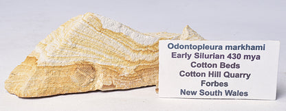 TRILOBITE FOSSIL PAIR , Odontopleura markhami. Forbes, NSW, Australia F388