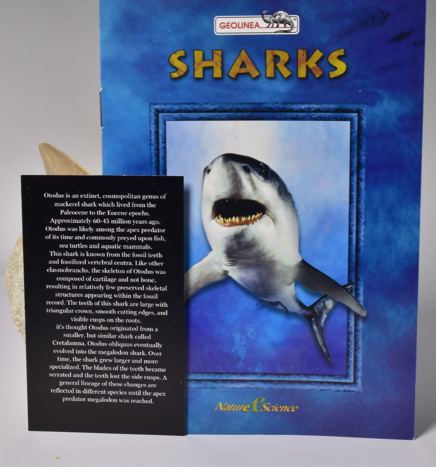 FOSSIL SHARK T00TH OTODUS OBLIQUS F1539